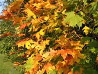 Elevação da temperatura</p>...</div>

 

 

<div class=