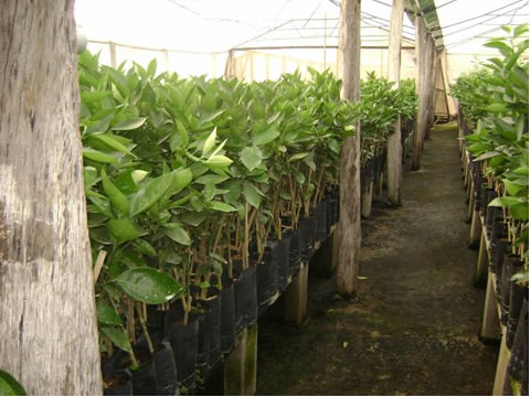 Mudas do</p>...</div>

 

 

<div class=