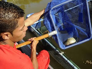 Serão retiradas do açude da unidade 1,5 mil tilápias, aproximadamente 1,2 mil quilos de peixe (Wellington Pedro/Imprensa MG)